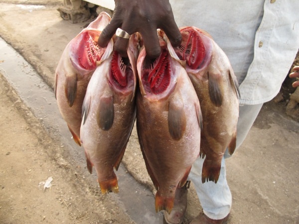 Fish vendor in Dakar with fish in his hand.